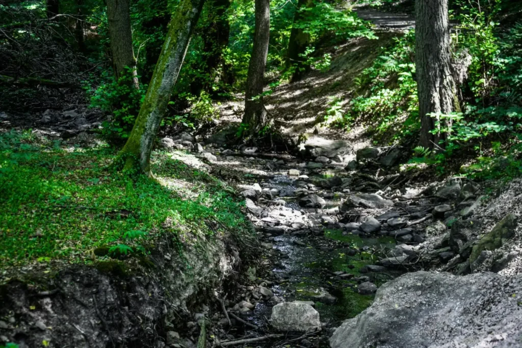 Binger Wald Bach Binger Wald Bach