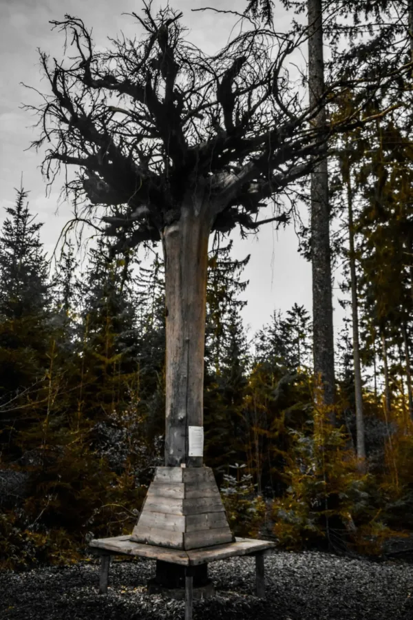 Erlebnispfad Binger Wald: Bank um einen umgedrehten Baum