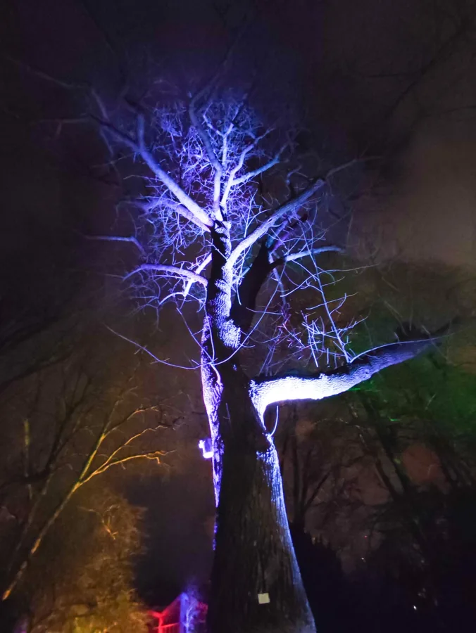 Baum wird lila beleuchtet, dramatische Stimmung