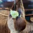 Faultier frisst Salat im Heidelberger Zoo