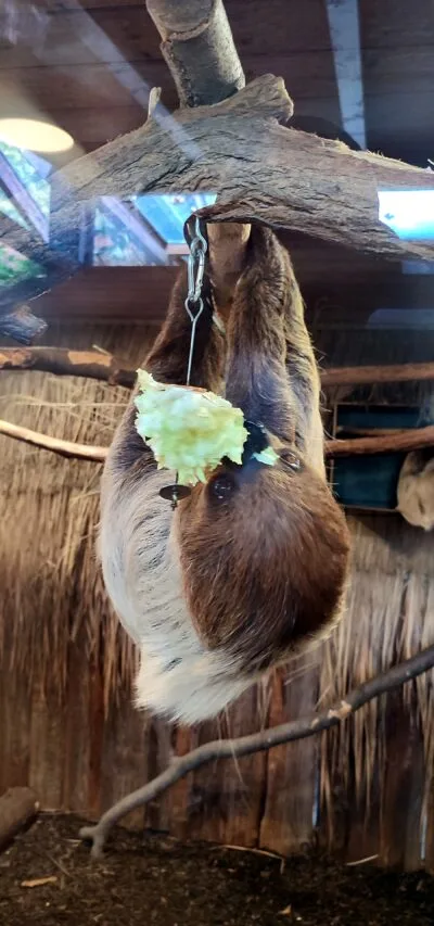 Faultier frisst Salat im Heidelberger Zoo