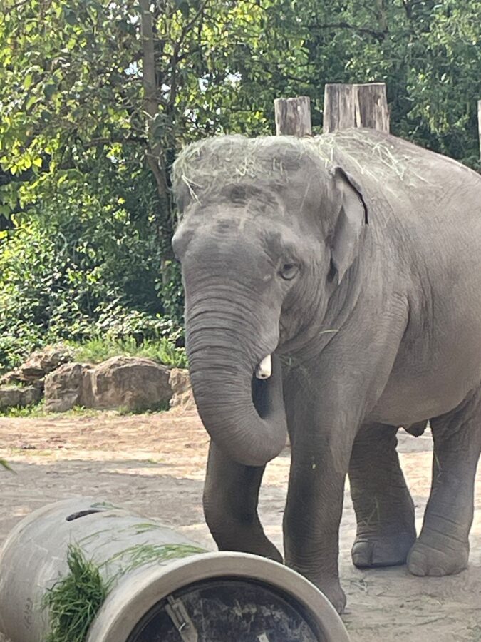 Elefefant im Heidelberger Zoo