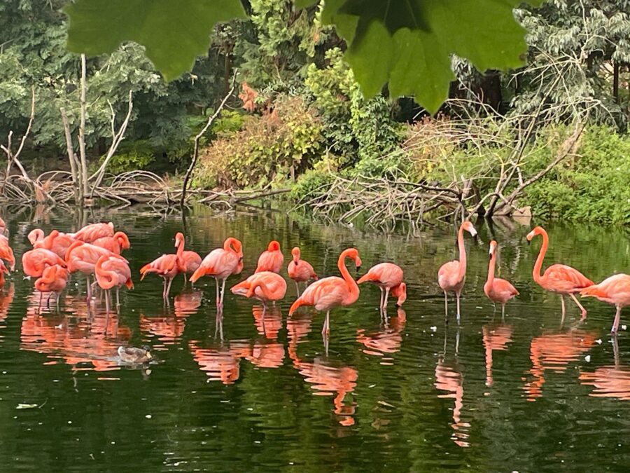 Rosa Vögel: Flamingos im Wasser