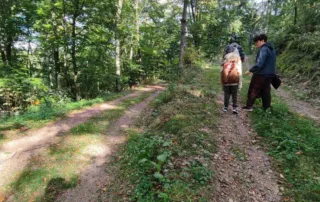 Wald in Falkenstein